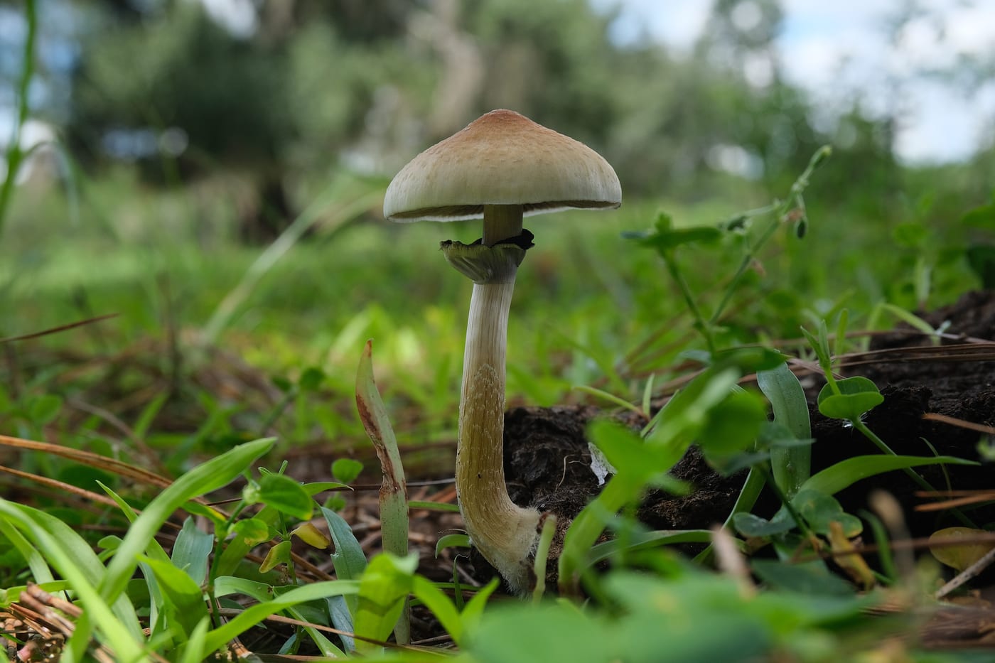 Psilocybe cubensis mushrooms photographed in a cow pasture habitat. The substance administered at Oregon's twenty-five remaining licensed psilocybin service centers and that the Colorado Natural Medicine Health Act framework permits adults to grow and possess on their own property.