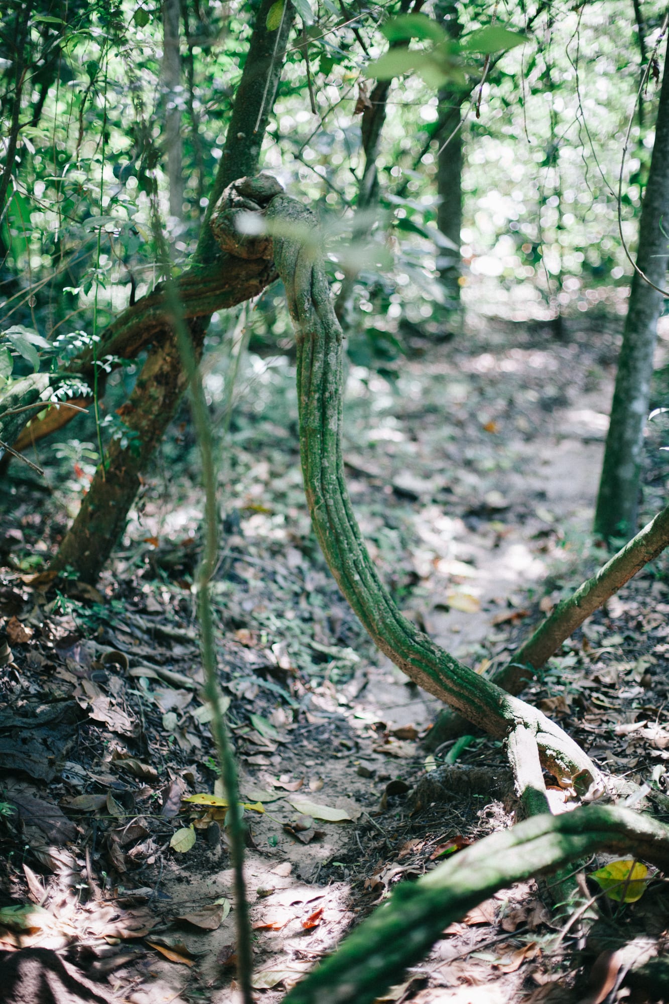 The ayahuasca vine (Banisteriopsis caapi) photographed in the Cordillera Escalera mountain range of Peru. The substance is the active component of the brew administered at the Peruvian Shipibo-tradition retreats and at the Costa Rican operators (Soltara, Rythmia).