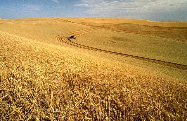 A wheat harvest in progress. Wheat is one of the senior grain categories in the Cargill commodities portfolio that built the family fortune from 1865 forward.