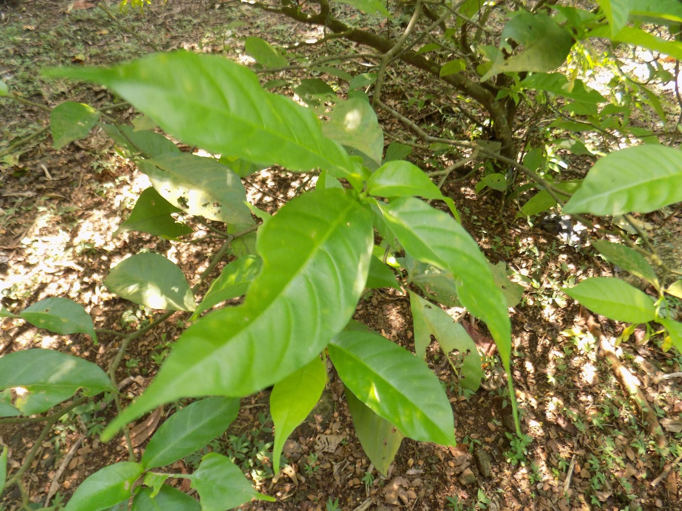 Tabernanthe iboga leaves at Meise Botanic Garden. The category of natural psychedelics that the Apeiron Life Sciences vertical and the AtaiBeckley pipeline operate within.