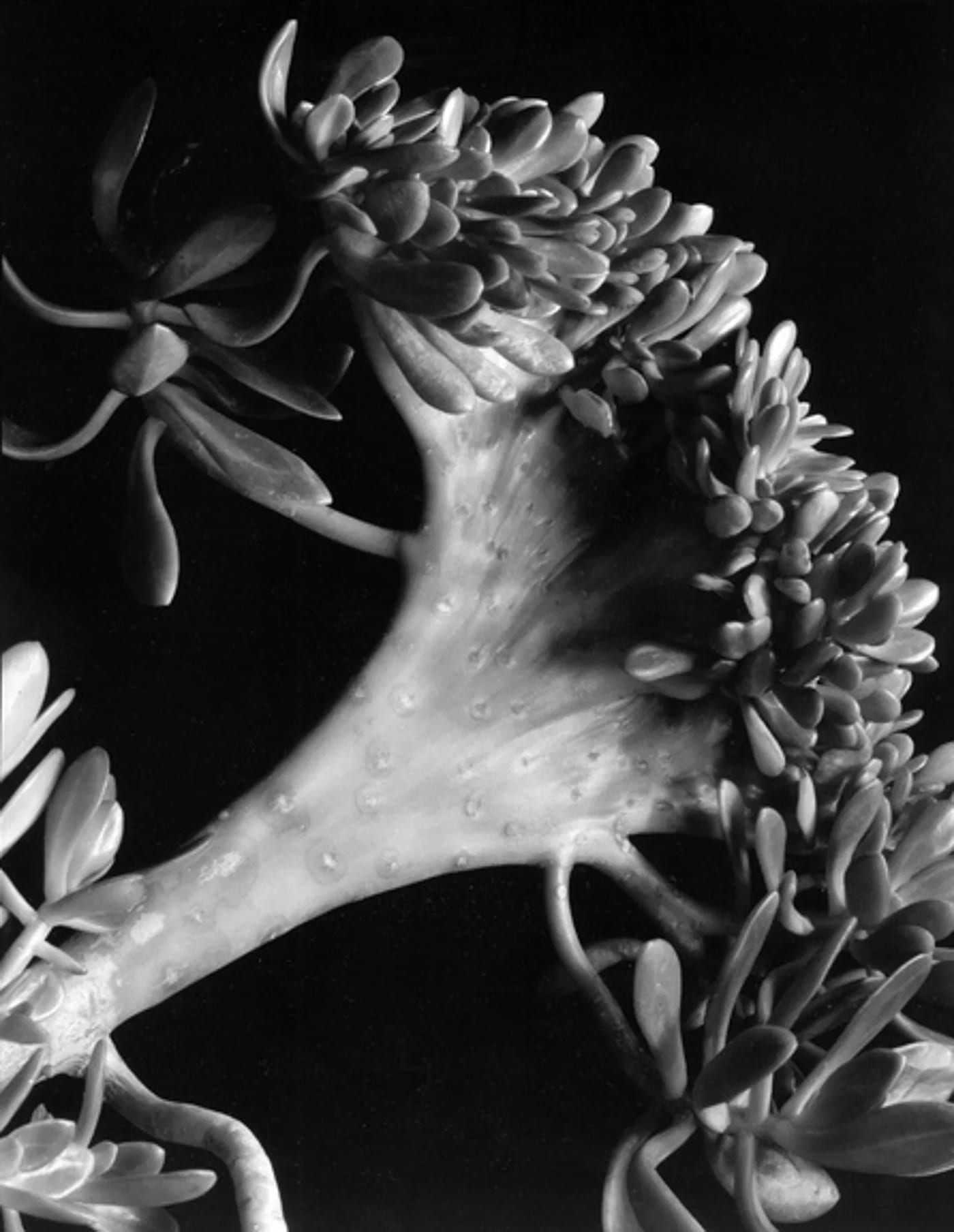 Imogen Cunningham's 1920 photograph Succulent. Cunningham's close-up plant photography from the early 1920s sits inside the post-pictorialist American photographic Modernism that the Stieglitz cohort opened.