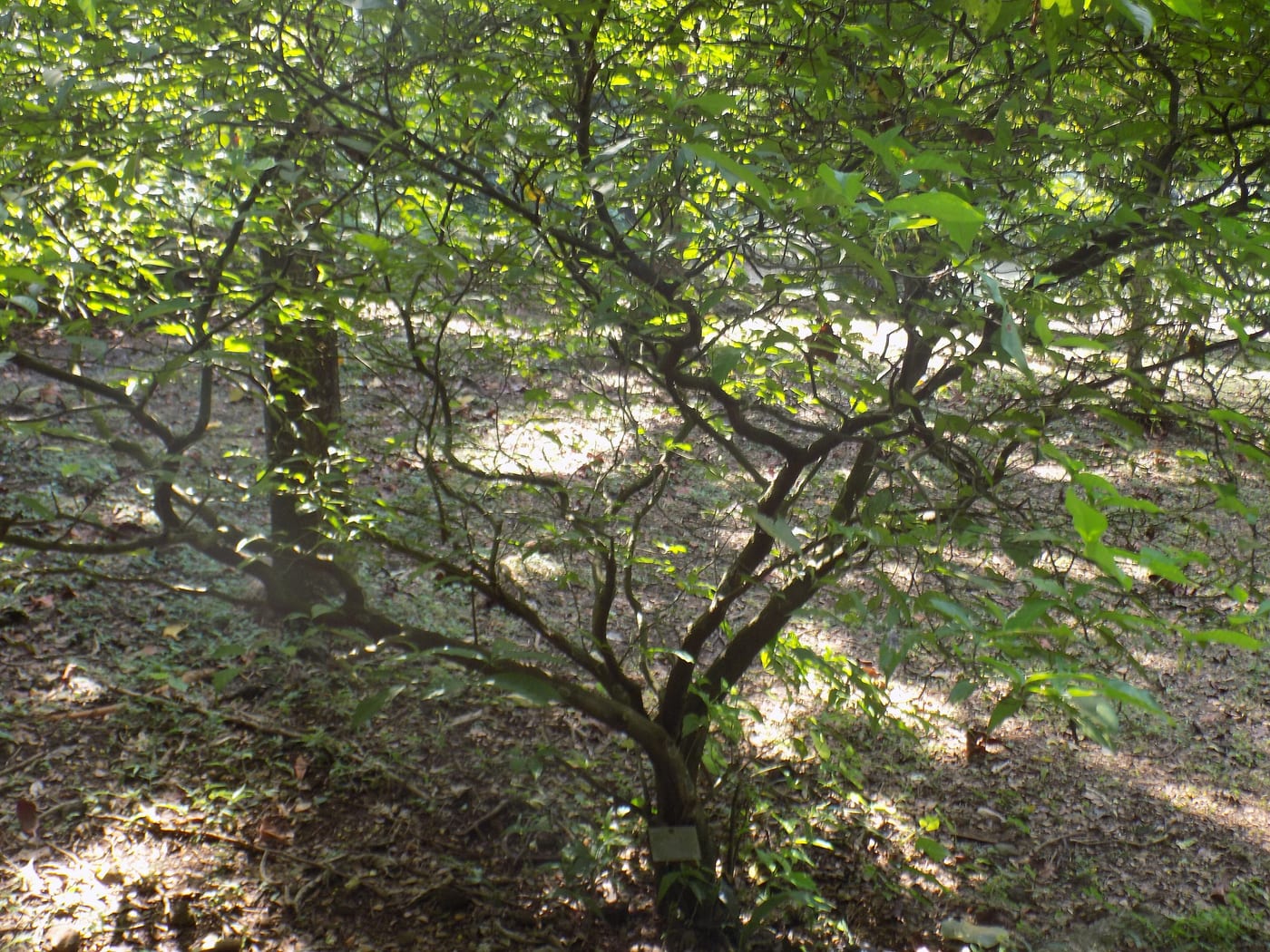 Tabernanthe iboga, the African shrub native to Gabon whose root bark contains ibogaine. The 18 April 2026 executive order committed at least 50 million dollars in federal funds to ibogaine research.